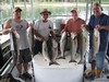 (07/22/2018) - Nice Striped Bass